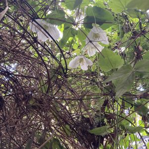 クレマチス  シルホサ,クレマチス シルホサ ジングルベル,クレマチス 地植え,冬咲き クレマチス,植物は地球を救う❤️の画像