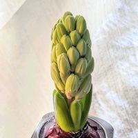 ヒヤシンス,ヒヤシンス,ヒヤシンス 水耕栽培,ヒヤシンス水栽培,ヒアシスターズの画像