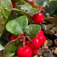 チェッカーベリー,チェッカーベリーの花,常緑低木,姫柑子（ひめこうじ）の画像