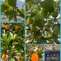 ウメ,オモト,カラスウリ,キンカン,パンジー・ビオラの画像