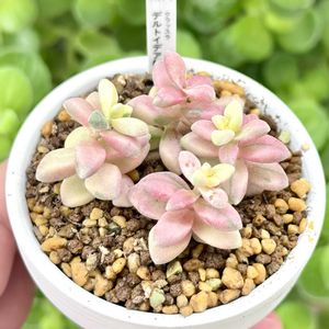 クラッスラ デルトイデア錦,成長記録 デルトイデア錦,斑入り多肉,神奈川タニラー,多肉男子の画像