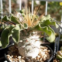 パキポディウム・ナマクアナム　,多肉植物,観葉植物,塊根植物,塊根の画像