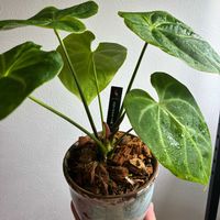 アンスリウム,アンスリウム マグニフィカム,観葉植物,リビング・ダイニングの画像