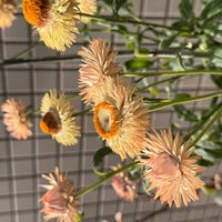 ヘリクリサムの画像