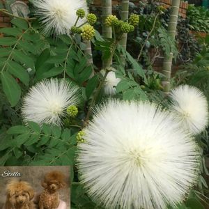 キンカン,カリアンドラ ハエマトケファラ,カリアンドラ ハエマトケファラ,ルーチェ,温室の画像