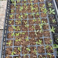 ネモフィラ,花のある暮らし,たねからの幸せ,玄関アプローチの画像