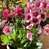 桜草,可愛いピンク♡の画像