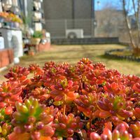虹の玉,多肉植物,セダム属の画像