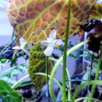 デンドロビウム,ベゴニア,パキポディウム バロニー,デンドロビウムカシオープクラシカルレッド,ベゴニア ゴエゴエンシスの画像