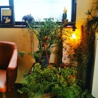 サボテン,リプサリス,リプサリス　フロストシュガー,多肉植物,観葉植物の画像