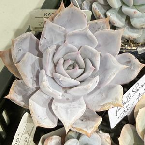 マディバ　hyb,マディバhyb typeA,マディバhyb typeA,マディバハイブリッドA,マディバハイブリッドAの画像