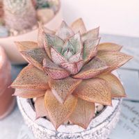 大和錦,ヤマトニシキ,多肉植物,100均多肉,多肉植物のある暮らしの画像