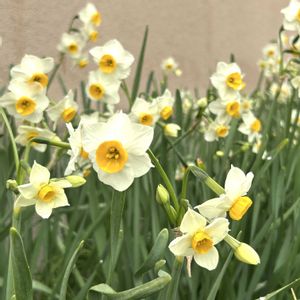 スイセン,日本水仙,八重の日本水仙,花壇の画像