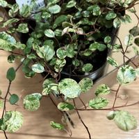 ワイヤープランツ,観葉植物,スポットライト,斑入り葉っぱの画像