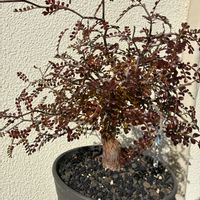 ガジュマル,オペルクリカリア・パキプスの画像