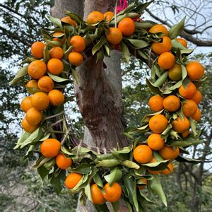 キンカン,キンカン,リース,トレッキング,今日のお花の画像