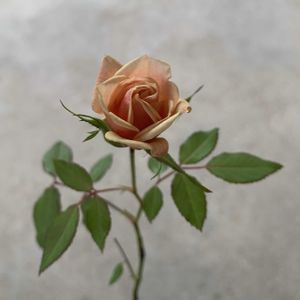 バラ,ミニバラ,薔薇,ばら,バラ、薔薇、ばらの画像