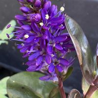 アリッサム,ベロニカ グレース,ベロニカ グレース,モミジバフウの実,モミジバフウの実の画像