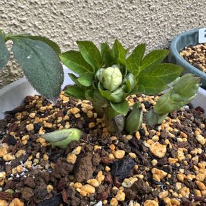 小輪パステリッシュストレイン×小輪パステリッシュストレイン,小輪パステリッシュストレイン×小輪パステリッシュストレイン,初開花,お花好きさんと繋がりたい,庭の画像