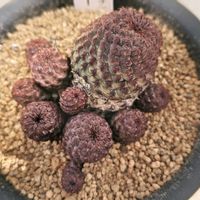 サクラ,サボテン,スルコレブチア ラウシー,ラウシー,紫ラウシーの画像