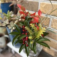 オキザリス,クリスマスローズ,スノードロップ,宿根・多年草,庭木・花木の画像