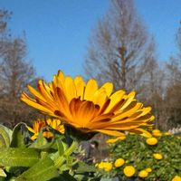 キンセンカ,カレンデュラ,キンセンカ（カレンデュラ）,キンセンカ（金盞花）,金盞花（きんせんか）の画像