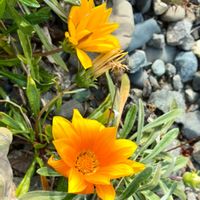 ガザニア,繋がりに感謝✨,優しい思い,黄色お花大好き協会,幸せの黄色いお花の画像