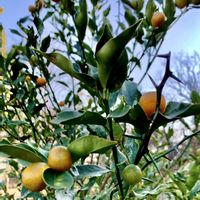 キンカン,感謝,iPhone撮影,横浜コスモクロック,みなとみらいの画像