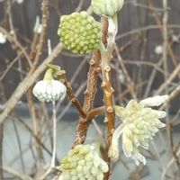 ミツマタ,ミツマタ,外は雪,小さなつぼみ,花ある日々の画像