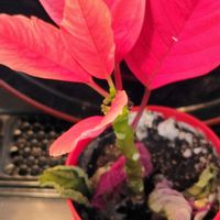 ポインセチア,ポインセチアの画像