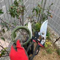 ダフネ,プリンセスヴェール,フランシスバーネット,クリームピンク・ロサアロマ,アレクサンドル・コルダーナの画像