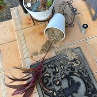 サボテン,黒法師,葉牡丹,コルジリネ,金紐の画像