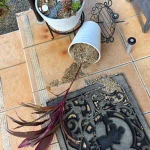 サボテン,黒法師,葉牡丹,コルジリネ,金紐の画像