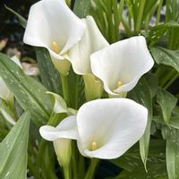 カラー,稲毛海浜公園,千葉散策,お出かけ先の画像