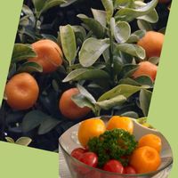 キンカン,胡蝶の舞,コノフィツム,ピーチネックレス,寄せ植え.の画像