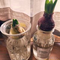 球根,ヒヤシンスの水耕栽培,パープル系,イエロー系の画像