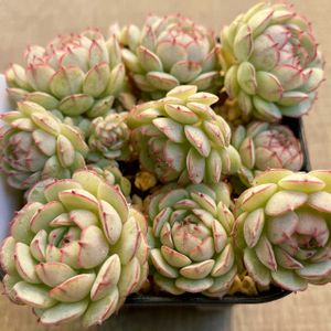 グロブローサ×静夜,グロブローサx静夜,多肉植物,エケベリア属,多肉中毒の画像