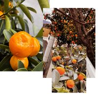 ブロッコリー,レタスミックス,パンジー　ビオラ,大玉金柑,大玉金柑の画像