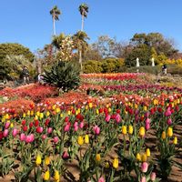 アロエ,チューリップ,キミガヨラン,アブラナ,伊豆高原の画像