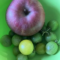 ミニトマト,いいねをありがとうございます¨̮♡︎,庭の画像