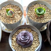 グリーノビア,グリーノビア パープルフェアリー,グリーノビア　LaPaLam,グリーノビア　レモンツリー,グリーノビア　パープルフェアリーの画像