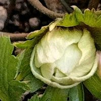 アネモネ,アネモネ,鉢植え,球根,花が好きの画像