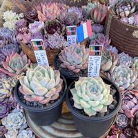 多肉植物,多肉中毒,多肉多肉多肉,多肉のある暮らし,多肉女子の画像