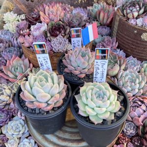 多肉植物,多肉中毒,多肉多肉多肉,多肉のある暮らし,多肉女子の画像