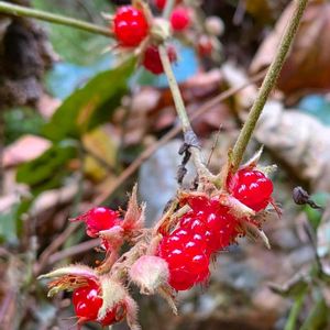 冬苺,フユイチゴ,雑草,山野草,野草の画像