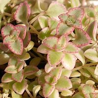 リトルミッシー,ギルバ,ブラックローズ,多肉植物,紅葉する多肉の画像