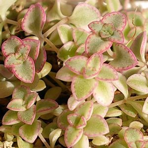 リトルミッシー,ギルバ,ブラックローズ,多肉植物,紅葉する多肉の画像