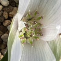 コルチカム,アンドロシンビウム,コルチカム・カペンセ 亜種.キリオラツム,アンドロシンビウム・ボルンターレ,コルチカム・ボルンターレの画像