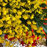 オンシジューム,ありがとう❤️,キュンキュン乙女倶楽部,世界平和,幸せの黄色いお花の画像