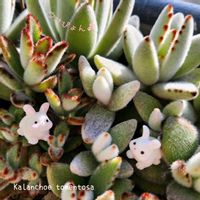カランコエ,月兎耳,ジャイアントラビット,福兎耳,黒兎耳の画像